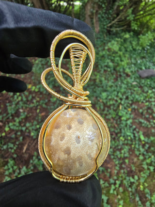 Coral Fossil, Newb Collection