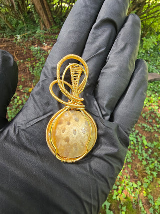 Coral Fossil, Newb Collection